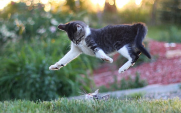 Картинка животные коты кошки котята прыжок мордочка