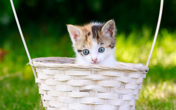 Картинка животные коты котёнок взгляд корзина мордочка малыш