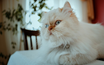 Картинка животные коты перс пушистая кошка кот персидская