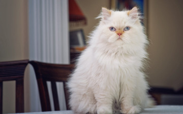Картинка животные коты взгляд пушистая персидская кошка на столе портрет