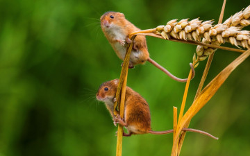 Картинка животные крысы +мыши макро колосья мышки мышь-малютка парочка колоски