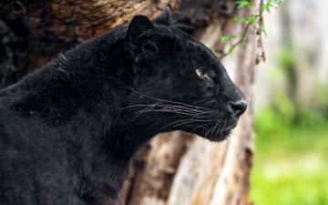 Картинка животные леопарды пантера хищник черный профиль леопард