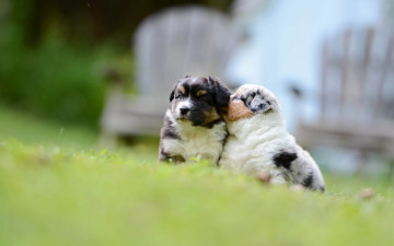 Картинка животные собаки аусси австралийская овчарка боке малыши щенки
