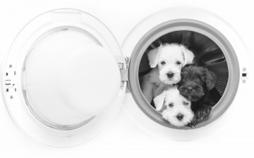 Картинка животные собаки троица щенки чёрно-белая монохром стиральная машина трио