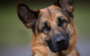 Картинка животные собаки взгляд морда собака немецкая овчарка портрет