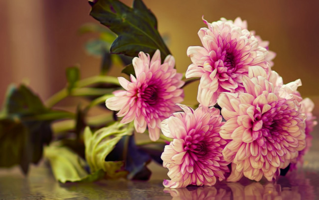 Обои картинки фото цветы, хризантемы, букет, макро
