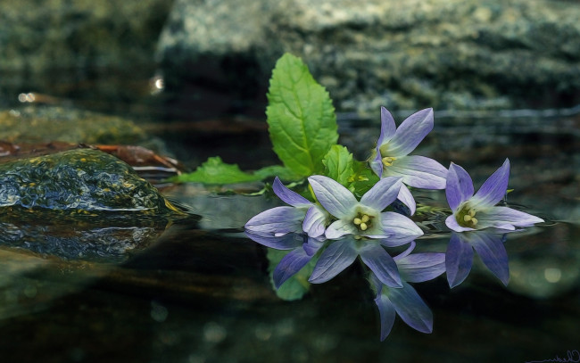Обои картинки фото цветы, колокольчики, макро, камни, отражение, вода