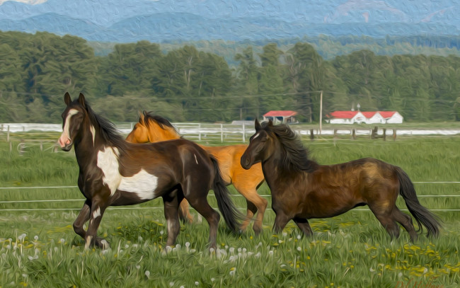 Обои картинки фото разное, компьютерный дизайн, загон, кони, лошади, трава, гривы