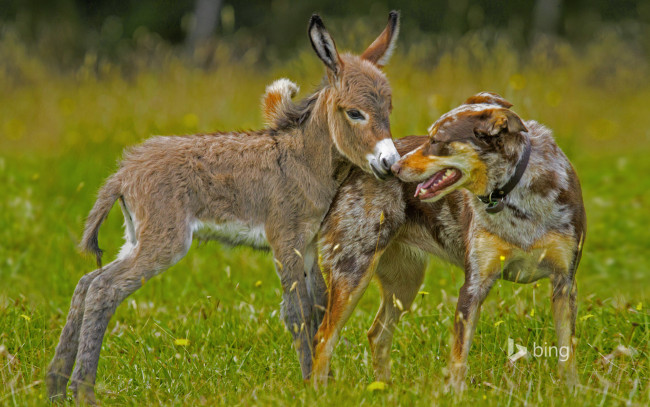 Обои картинки фото животные, разные вместе, ослик, собака, трава, луг