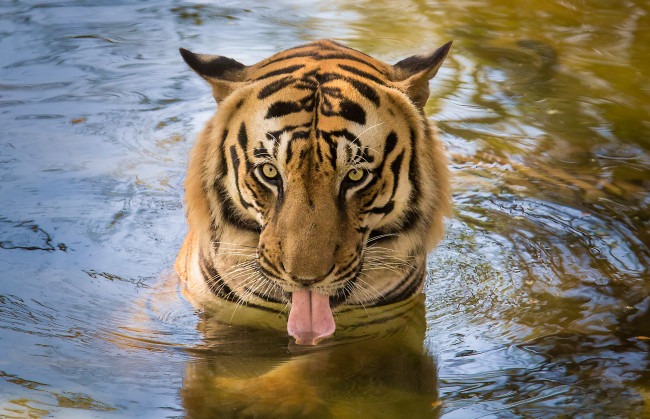 Обои картинки фото животные, тигры, взгляд, язык, тигр, вода, озеро