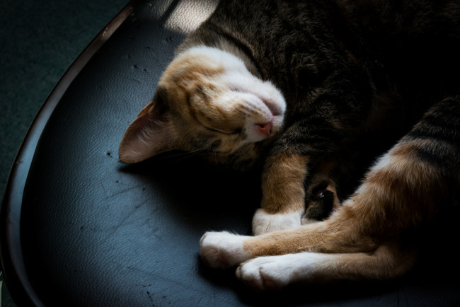 Обои картинки фото животные, коты, кожа, спит, киса, коте, кот, стул
