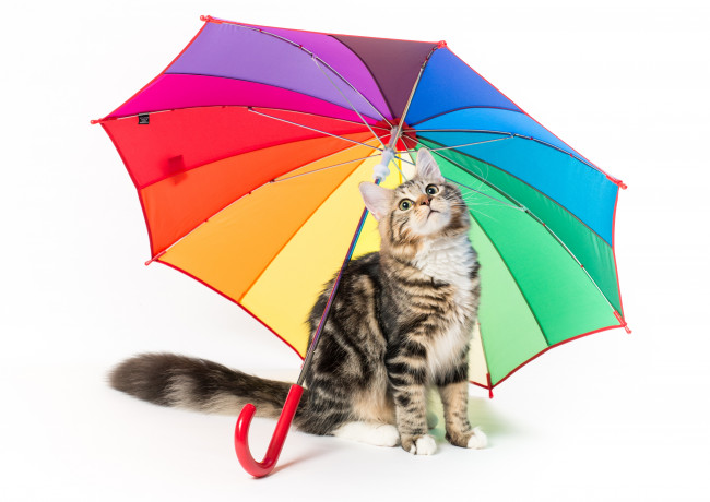 Обои картинки фото животные, коты, фон, киса, коте, кот, кошка, котёнок, взгляд, зонт, белый