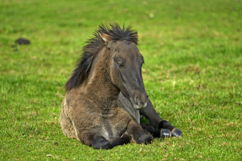 Картинка животные лошади луг жеребенок трава