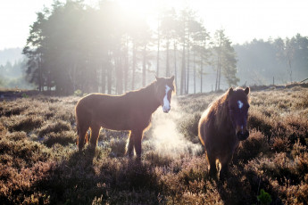 Картинка животные лошади луга кони трава утро