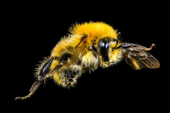 Картинка животные пчелы +осы +шмели шмель