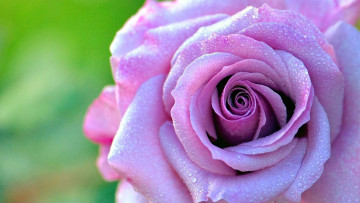 Картинка цветы розы сиреневая роза роса капли