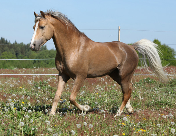 Обои картинки фото животные, лошади, соловый, конь, лошадь, цветы, одуванчики, трава