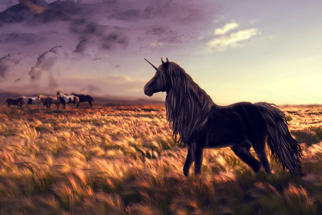 Обои картинки фото фэнтези, единороги, единорог, жеребец, ковыль, трава, лошади, табун, поле
