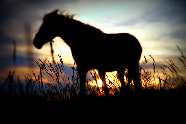 Обои картинки фото животные, лошади, лошадь, закат, вечер, силуэт, конь, поле, трава