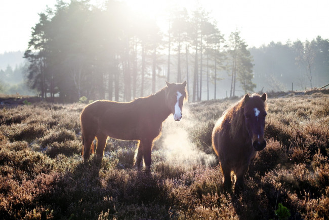 Обои картинки фото животные, лошади, луга, кони, трава, утро