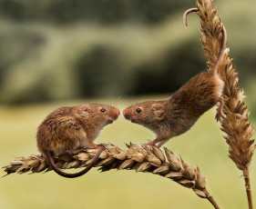 Картинка животные крысы +мыши грызуны колосья пара две мышки мышь-малютка harvest mouse