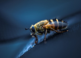 Картинка животные насекомые муха лапки крылья насекомое макро