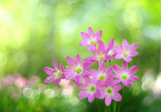 Картинка цветы зефирантесы боке блики зефирантес розовые цветочки