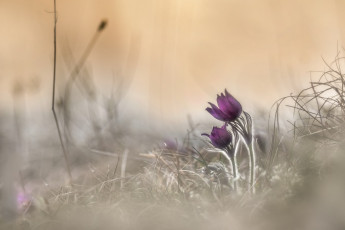 Картинка цветы анемоны +сон-трава сон-трава ветреница весна природа