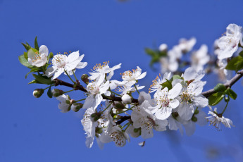 Картинка цветы цветущие+деревья+ +кустарники цветение ветка слива весна макро