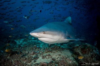 Картинка животные акулы давиде море подводный мир акула океан рыба