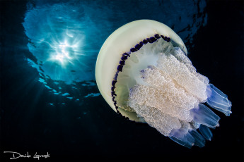 Картинка животные медузы море подводный мир океан