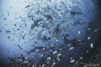 Картинка животные разные+вместе рыбки подводный мир море океан акулы