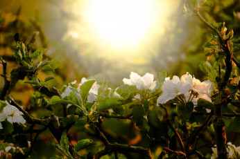 Картинка цветы рододендроны+ азалии цветение дерево весна природа ветки