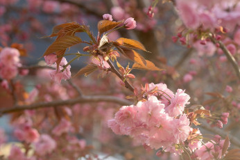 обоя цветы, сакура,  вишня, макро, цветение, вишня, весна, ветка