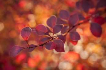 Картинка природа листья блики фон веточка макро