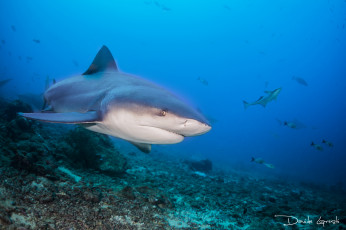Картинка животные акулы море рыба океан акула давиде подводный мир