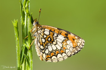 Картинка животные бабочки +мотыльки +моли давиде lopresti в шашечница стебель бабочка фон насекомое природа растения