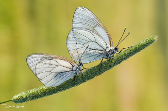 Картинка животные бабочки +мотыльки +моли пара трава бабочка насекомые фон природа