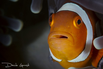 Картинка животные рыбы подводный мир море вода оранжевая водоросли рыба