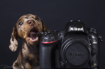 Картинка животные собаки щенок камера собака никон такса