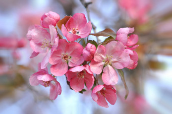 Картинка цветы цветущие+деревья+ +кустарники природа соцветие весна сад лепестки цветение
