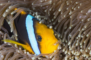 Картинка животные рыбы рыба-клоун море подводный мир актиния океан