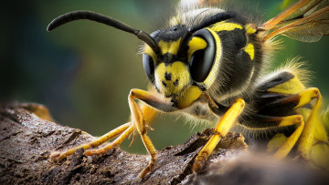 Картинка животные пчелы +осы +шмели оса ноги крылья усики насекомое макро