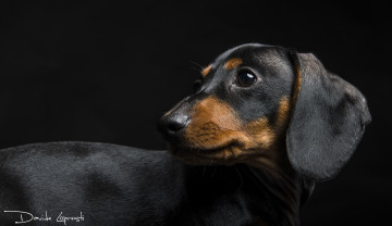 Картинка животные собаки такса собака взгляд морда глаза