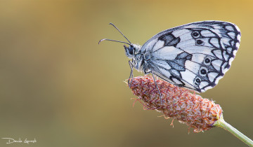 Картинка животные бабочки +мотыльки +моли растения бабочка фон насекомое природа