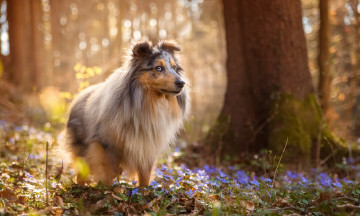 Картинка животные собаки весна собака лес шелти цветы природа