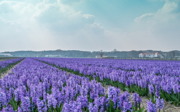 Картинка цветы гиацинты голландии дом поле