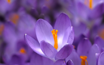 Картинка цветы крокусы весна макро
