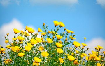 обоя цветы, луговые , полевые,  цветы, небо, желтые, весна, поле, солнце