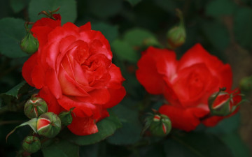 Картинка цветы розы куст бутоны лепестки
